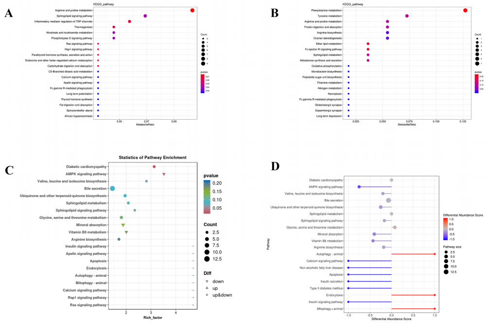 图10 富集代谢途径
