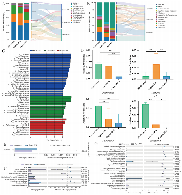 图3 饲喂粉虫或刺山柑基饲料的T. roborowskii肠道微生物群组成及代谢功能通路