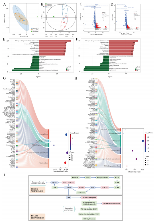 图4 饲喂以粉虫或刺山柑为基础饲料的T. roborowskii中的差异代谢物及KEGG功能预测
