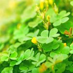 LEC2通过植物细胞全能调节剂的表观遗传激活诱导体细胞重编程丨Nature Communications