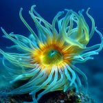 Nature子刊丨西班牙马德里营养高级研究所发布新型“衰老毒素”，专杀肿瘤中的衰老细胞