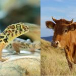 借助非靶向代谢组学技术解码生物学过程，为疾病机制与生态适应研究提供新视角