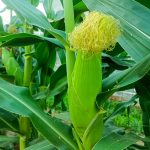 Advanced Science丨单细胞转录组+空间转录组技术构建玉米应答南方锈病侵染早期的高分辨率时空转录图谱