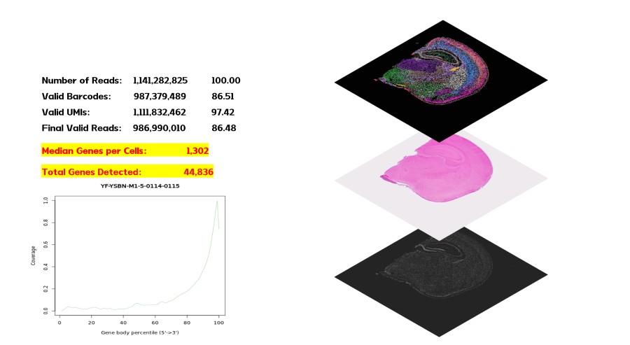 实测结果-小鼠脑FFPE