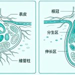 植物根器官空间转录组实验难点解析