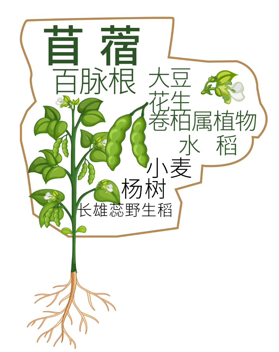 Species targeting vegetative organ (root tissue)