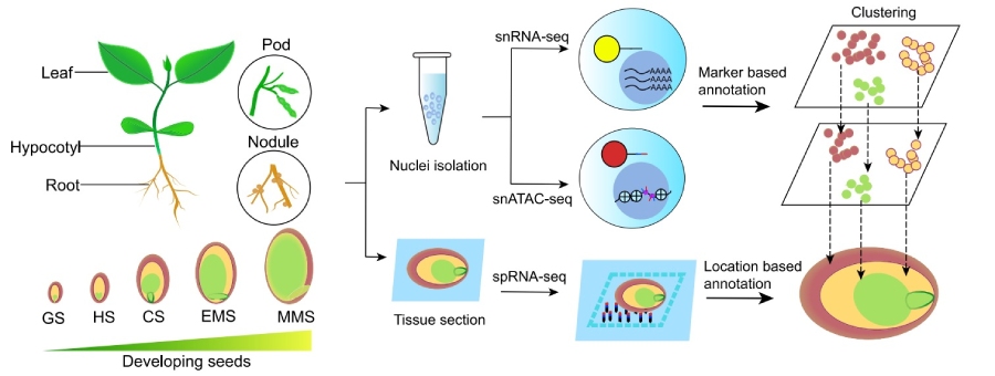 Spatial multi-omics for developing soybean seeds[2]