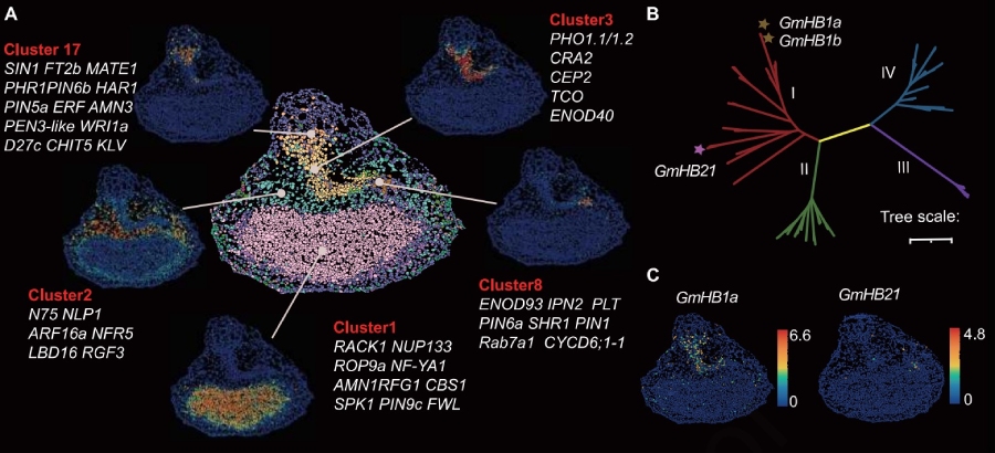 Cell type cluster and spatial localization map of reported genes leading to new gene discovery for nodule development[16]