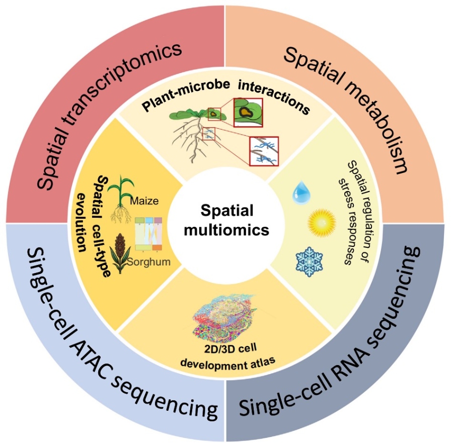 Applications of spatial multiomic technologies in plant science[6]