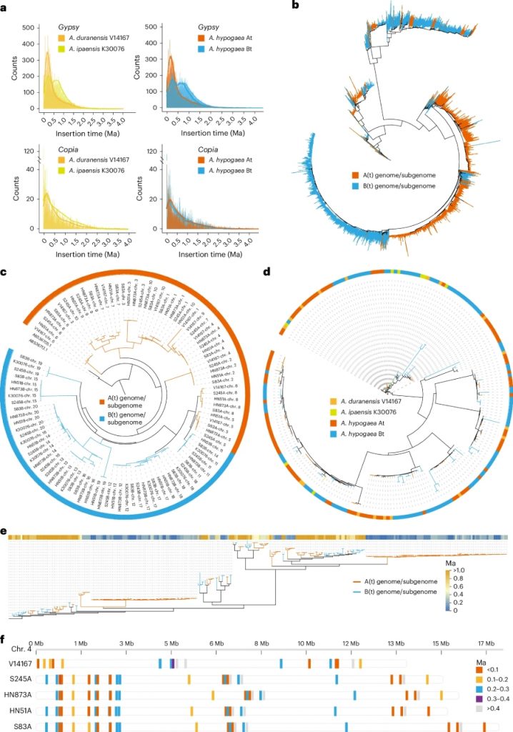 Nature Genetics | 北京大学现代农业研究院联合绘制花生T2T基因组，解析花生含油量和产量性状的分子机制 | | 百迈客生物