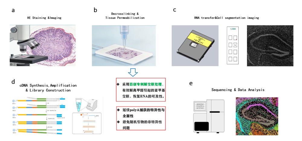 直接poly(A)捕获技术