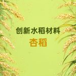 通过多基因代谢工程成功培育出创新水稻材料—杏稻（Almond Rice）