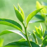 茎组织做空间转录组测序详细避坑指南