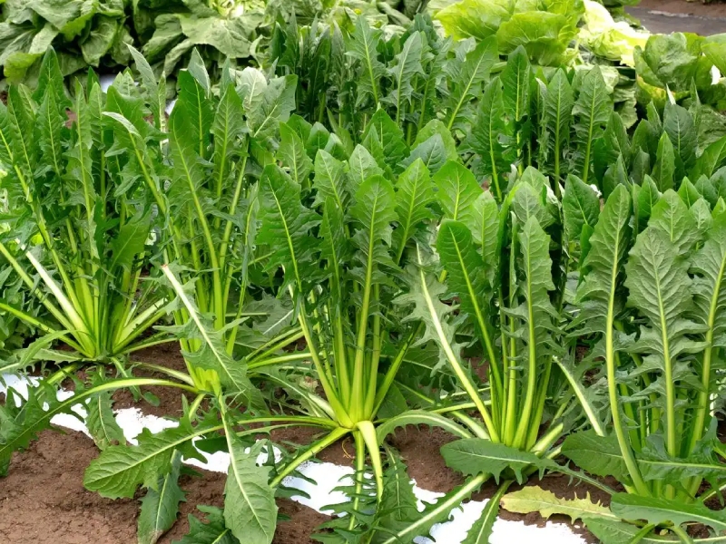 菊苣