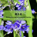 四倍体雨久花基因组多倍体诱导的基因组可塑性是抗药性形成的潜在因素
