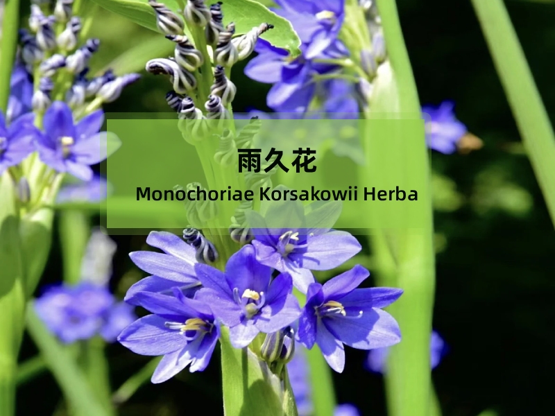 雨久花