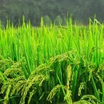转录组、广靶代谢组测序及分析揭秘水稻最佳收割时期