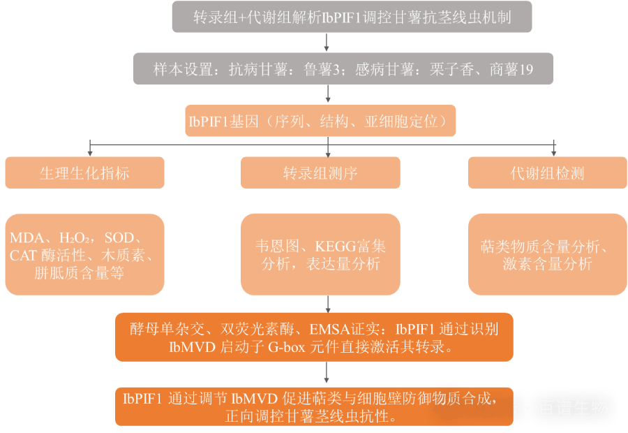 研究思路