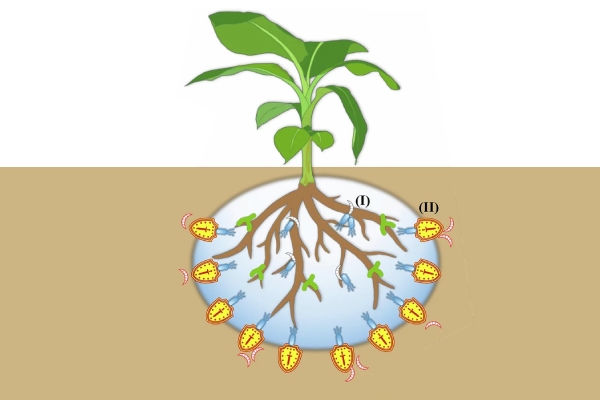 根际微生物