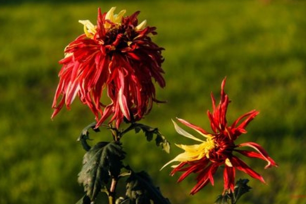 菊花