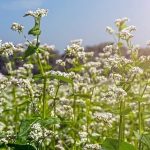 荞麦研究登上Cell：兰州大学刘建全等团队合作构建苦荞泛基因组，填补高海拔作物育种空白