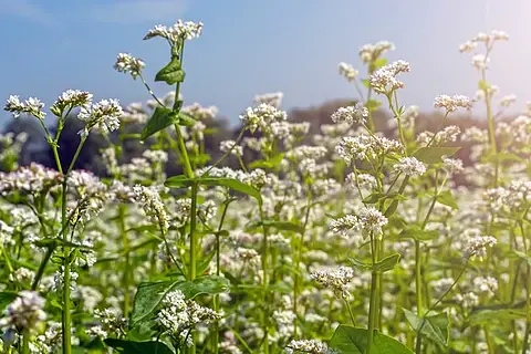 苦荞