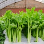 基因组与广靶定量代谢组揭示芹菜东西方驯化与风味分化