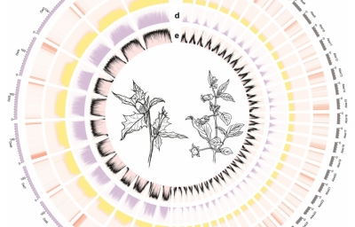 Nature Communications | 比较基因组助推茄科植物托品烷生物碱生物合成的进化机制