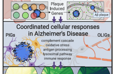 CELL | 空间转录组技术辅助揭示阿尔兹海默症中淀粉样蛋白斑诱导的转录组改变