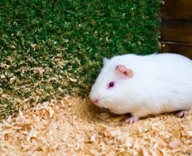 西安交通大学张保军教授团队绘制急性感染中脾脏免疫细胞的”作战地图”