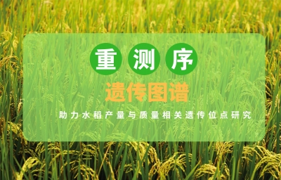 BMC Biology |百迈客重测序遗传图谱助力水稻产量与质量相关遗传位点研究
