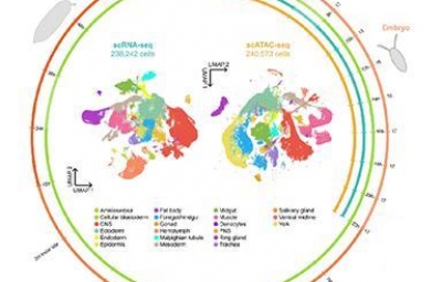 Cell、NG和NC高分文章收录！带你玩转3D时空图谱