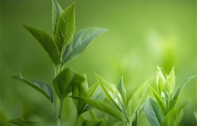 GPB | 单细胞多组学技术植物领域研究再添新作