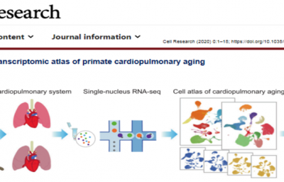 snRNA-seq|灵长类动物心肺的单细胞转录组图谱揭示新冠易感人群