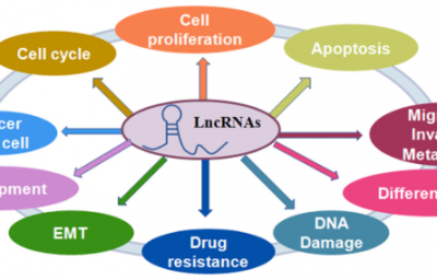 非编码RNA 与结肠癌