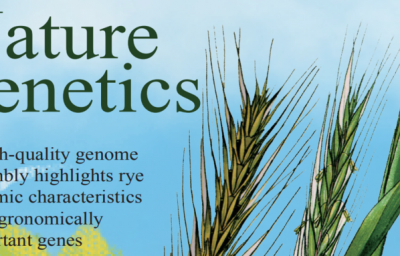 百迈客合作||Nature Genetics高质量黑麦基因组揭示重要的农艺基因