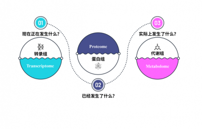 多组学联合分析到底分析些什么 –转录组+蛋白组+代谢组篇