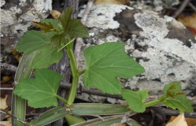 项目文章 | 异源四倍体方茎白粉藤基因组组装与抗旱机制研究获最新进展