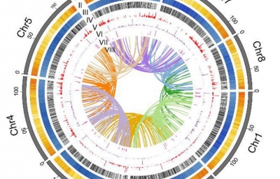 Molecular Ecology Resources | 黄花棘豆基因组学和共生及产毒机制获得进展