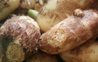 项目文章 | 芋头变色，真凶竟是它！你还敢吃吗？