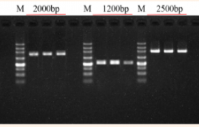 什么是RT-qPCR？& RNA一站式解决方案