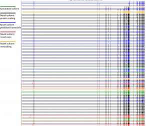 ONT全长转录组测序揭示了精神疾病风险基因CACNA1C的复杂剪接特征
