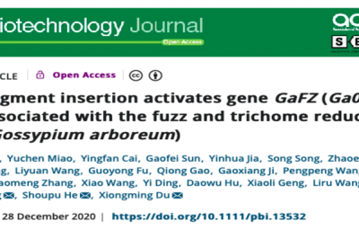 【项目案例】亚洲棉无短绒性状的遗传机制研究 | Plant Biotechnol J.
