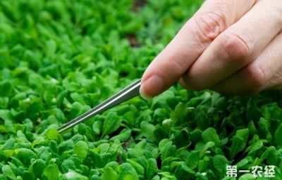 基因功能研究思路与技术—植物篇