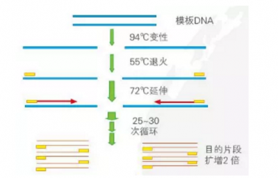 高保真/高产能/高效率PCR Mix强力来袭