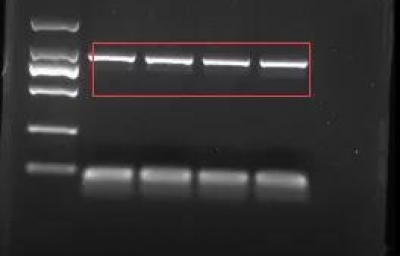 PCR经验分享