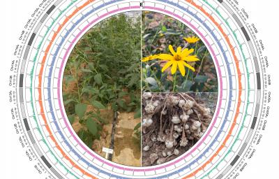 项目文章 | 基因组学助推菊芋起源演化研究获新进展