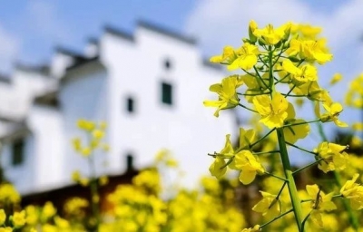 百迈客合作 | Molecular Plant千份油菜生态差异分子研究