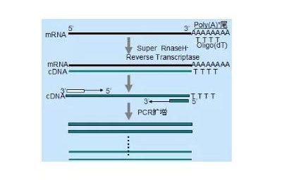 实验基础篇–RNA反转录成功的6大因素