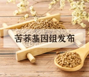 【项目文章】百迈客助力苦荞基因组在线发表